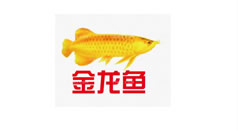 金龍魚(yú)
